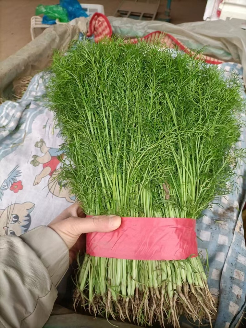 河北精品茴香，优选小茴香基地现货供应量大从优品质保障