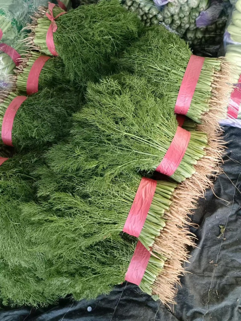 河北精品茴香，优选小茴香基地现货供应量大从优品质保障