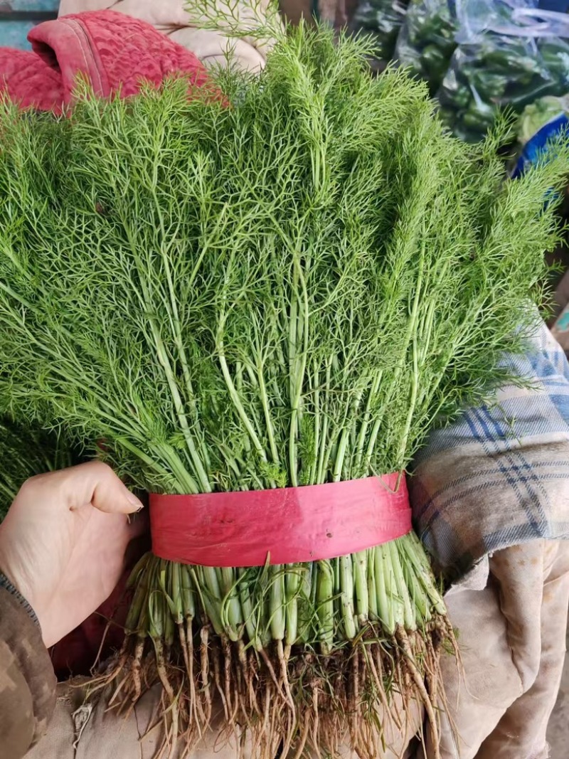 河北精品茴香，优选小茴香基地现货供应量大从优品质保障