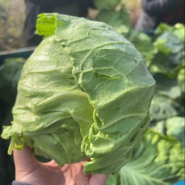 山东潍坊甘蓝菜总产地,产地直供,宣菜