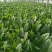 产地河南省安阳市滑县万亩瓜果蔬菜基地直供大棚菠菜