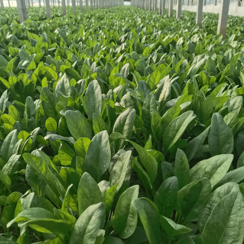 产地河南省安阳市滑县万亩瓜果蔬菜基地直供大棚菠菜