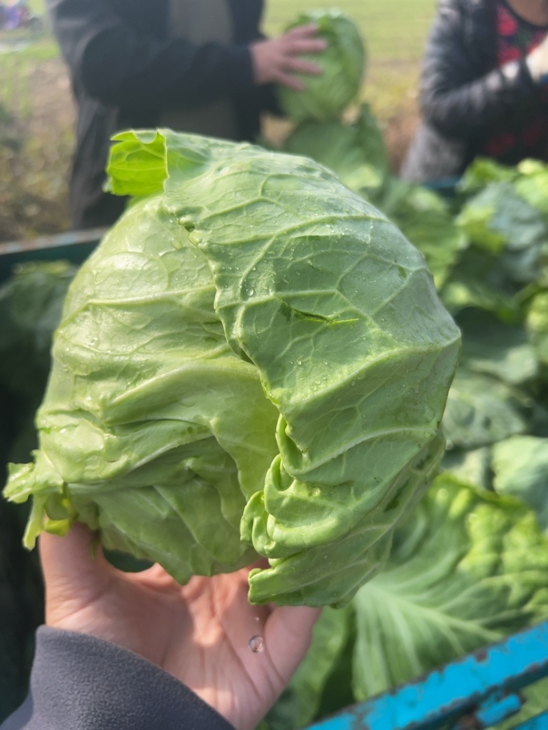 山东潍坊甘蓝菜总产地，产地直供，宣菜