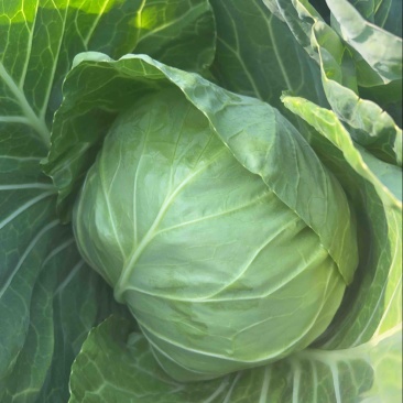 甘蓝菜，圆包菜，产地直供，大量供应，欢迎订购