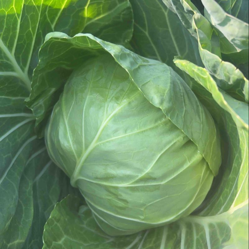 甘蓝菜，圆包菜，产地直供，大量供应，欢迎订购