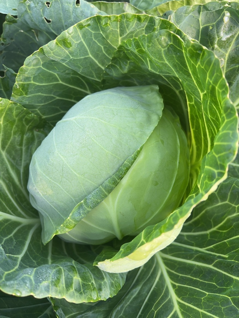 甘蓝菜，圆包菜，产地直供，大量供应，欢迎订购