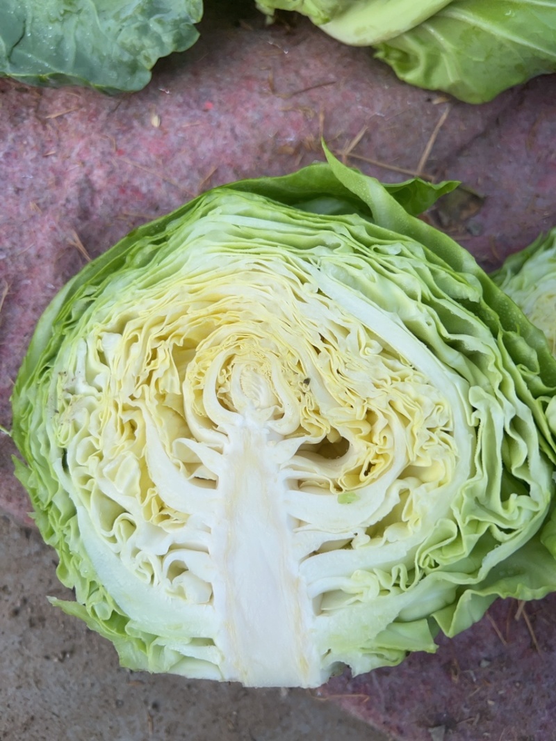 甘蓝菜，圆包菜，产地直供，大量供应，欢迎订购