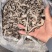 猫爪豆干品农民自种自干