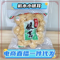 椴木银耳电商直播一件代发精选椴木小银耳出胶快胶质多