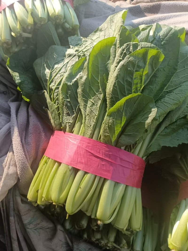 【鲜蔬】河北当季精品小白菜，基地现货直发量大从优欢迎来电