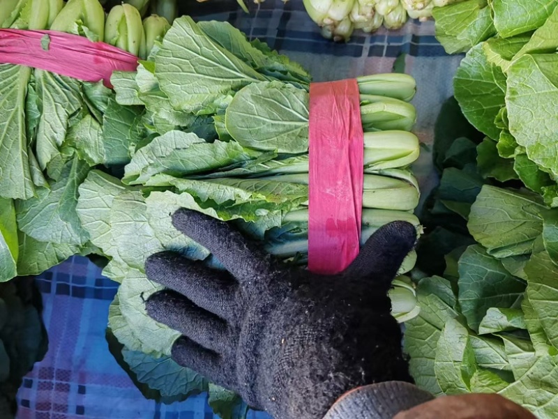 【鲜蔬】河北当季精品小白菜，基地现货直发量大从优欢迎来电