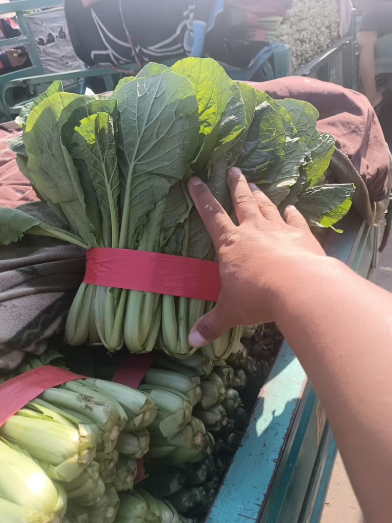【鲜蔬】河北当季精品小白菜，基地现货直发量大从优欢迎来电