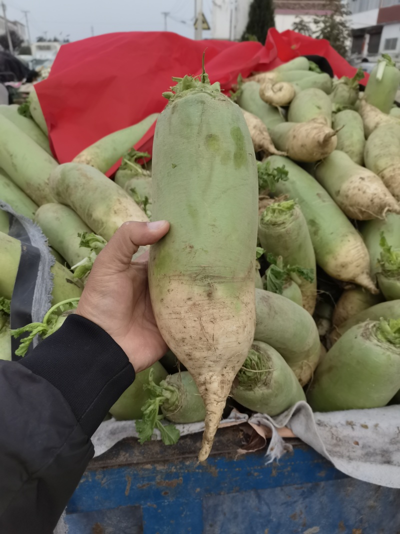 精品萝卜