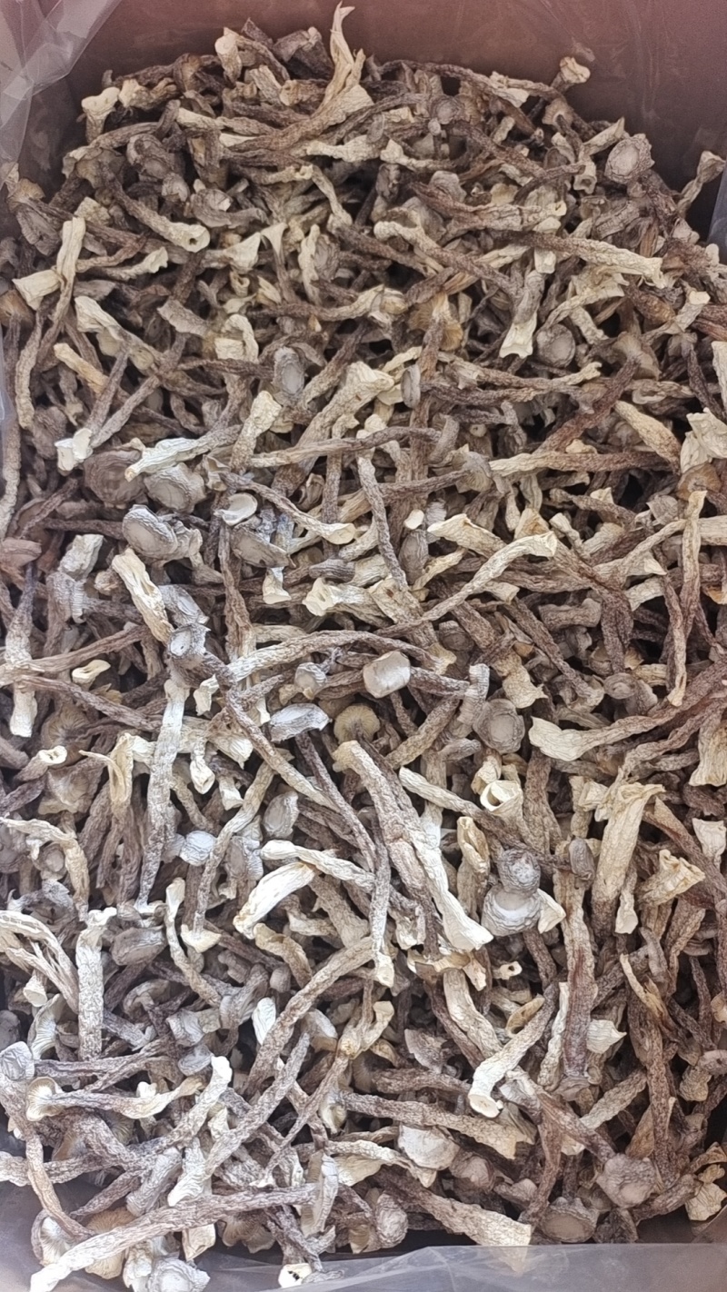 新烤新货鹿茸菇鹿茸菌古田食用菌干货产地直发量大从优