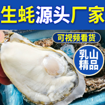 【精品手挑】乳山生蚝海蛎子牡蛎自有工厂