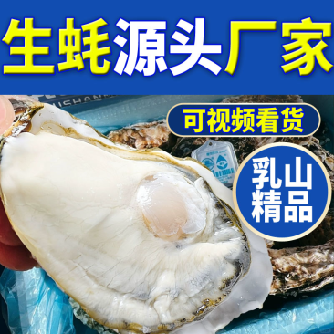 【精品手挑】乳山生蚝海蛎子牡蛎自有工厂
