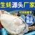 【精品手挑】乳山生蚝海蛎子牡蛎自有工厂