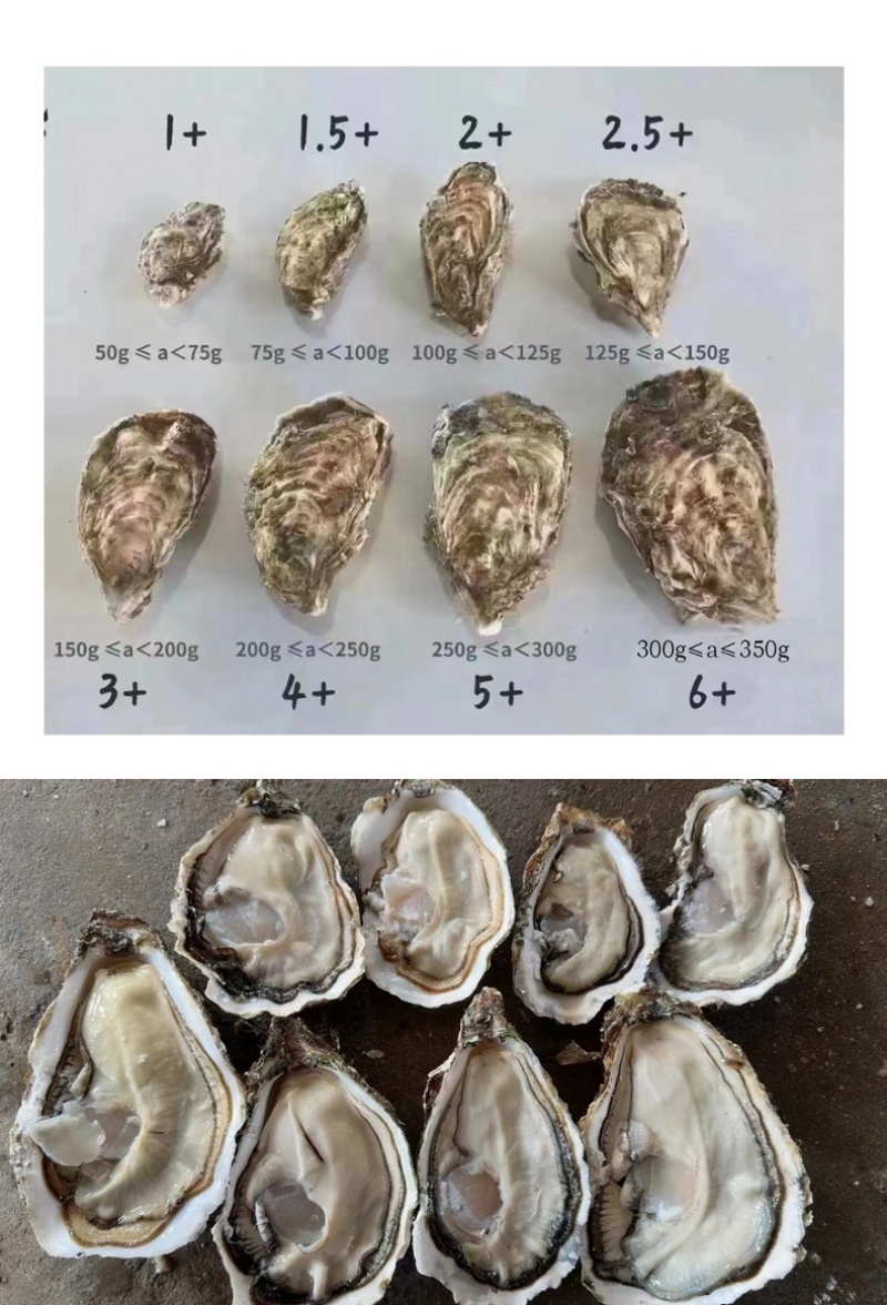 【精品手挑】乳山生蚝海蛎子牡蛎自有工厂