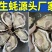 【精品手挑】乳山生蚝海蛎子牡蛎自有工厂