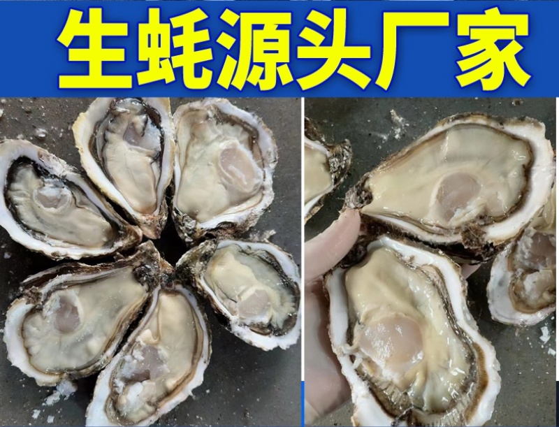 【精品手挑】乳山生蚝海蛎子牡蛎自有工厂
