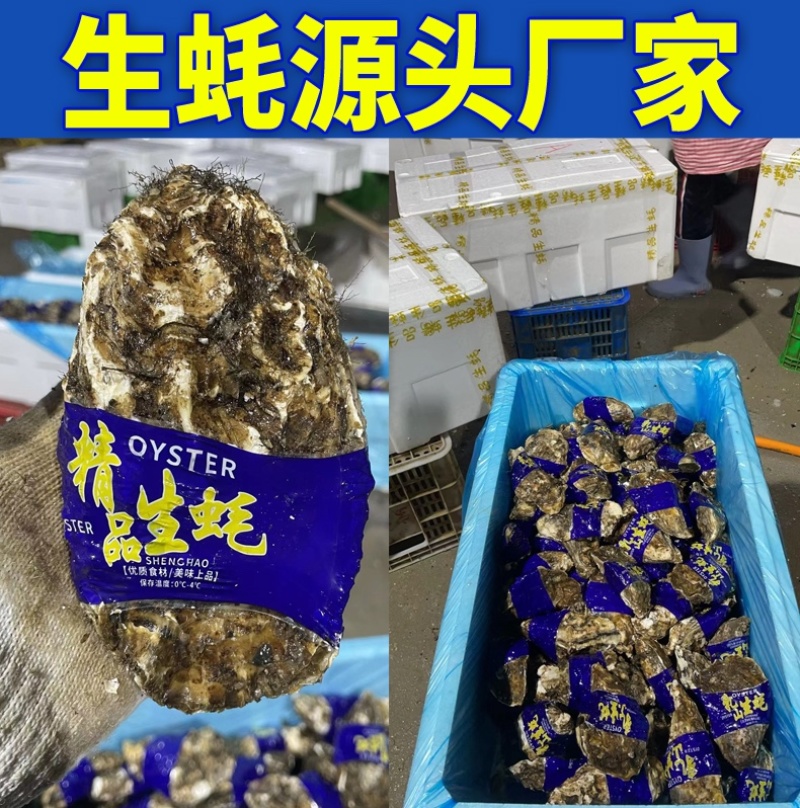 【精品手挑】乳山生蚝海蛎子牡蛎自有工厂