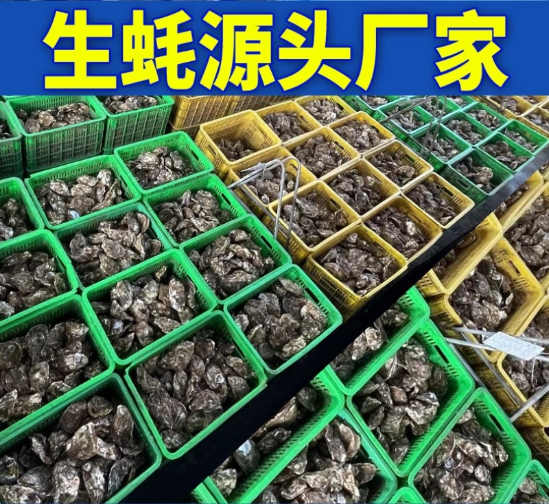 【精品手挑】乳山生蚝海蛎子牡蛎自有工厂