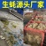 【精品手挑】乳山生蚝海蛎子牡蛎自有工厂