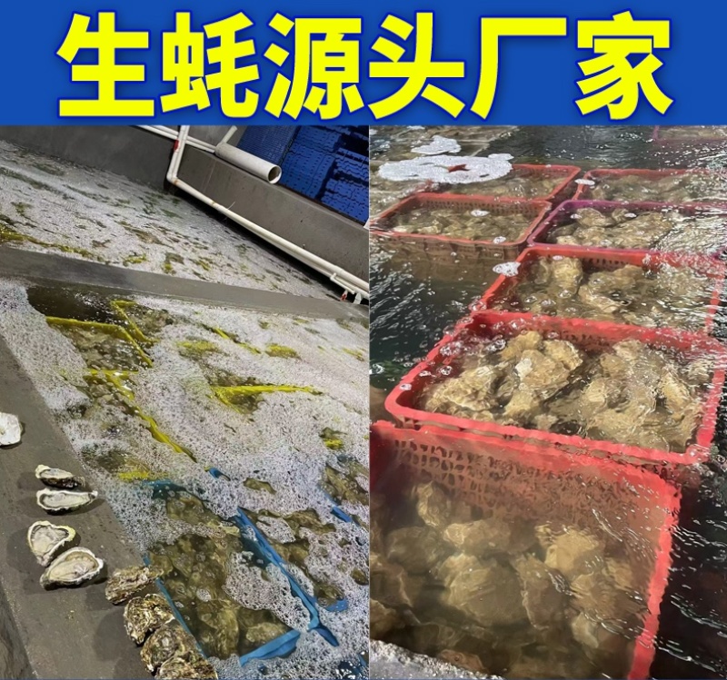【精品手挑】乳山生蚝海蛎子牡蛎自有工厂