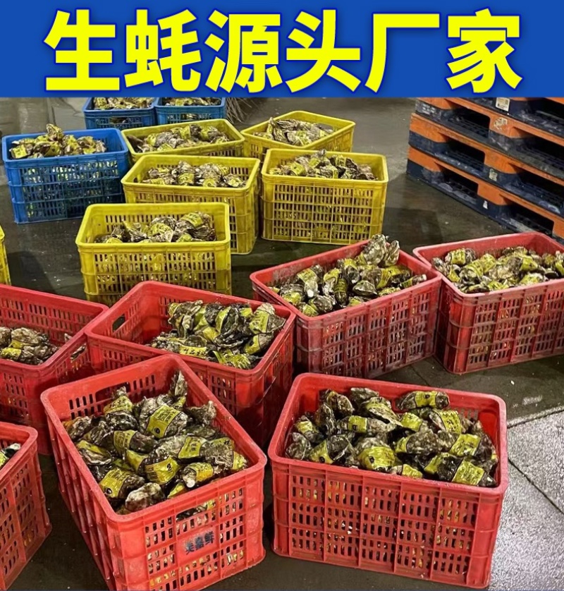 【精品手挑】乳山生蚝海蛎子牡蛎自有工厂