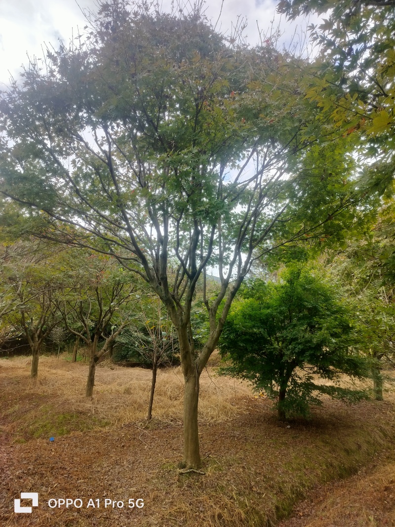 红枫老骨架
