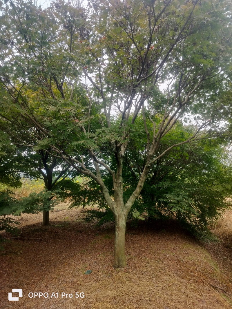 红枫老骨架
