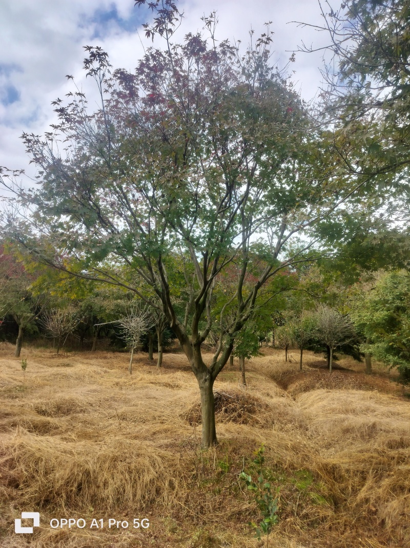 红枫老骨架