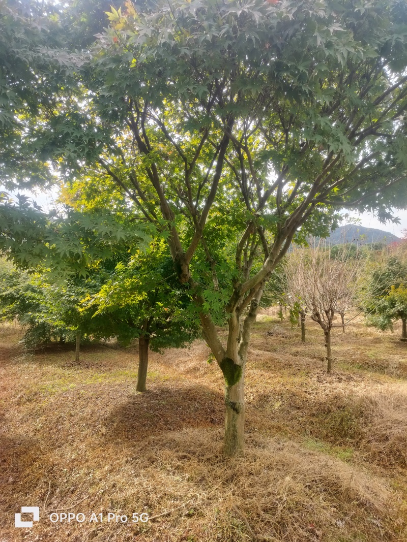 红枫老骨架