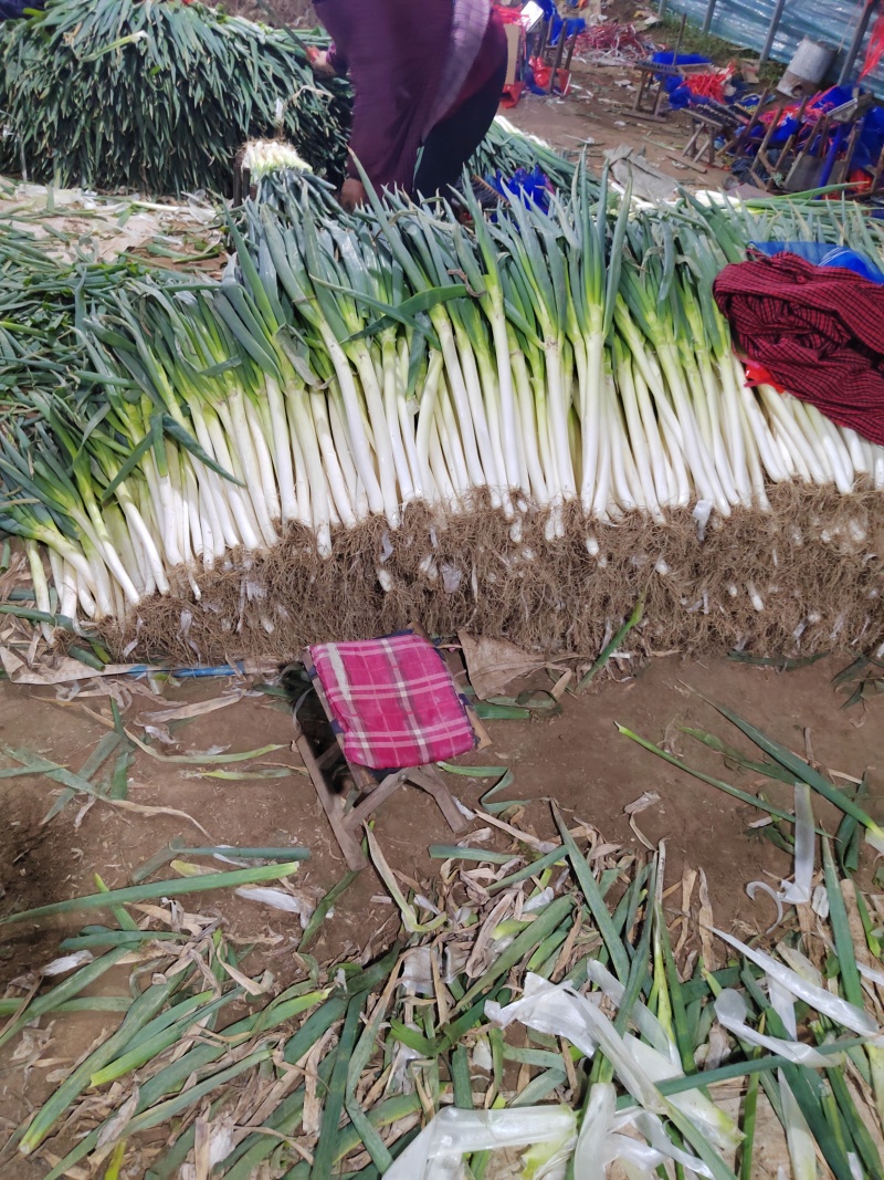 大葱供应链潍坊大葱产地直供一手货源价格便宜