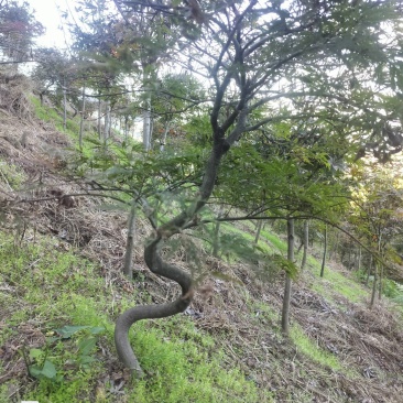 羽毛枫