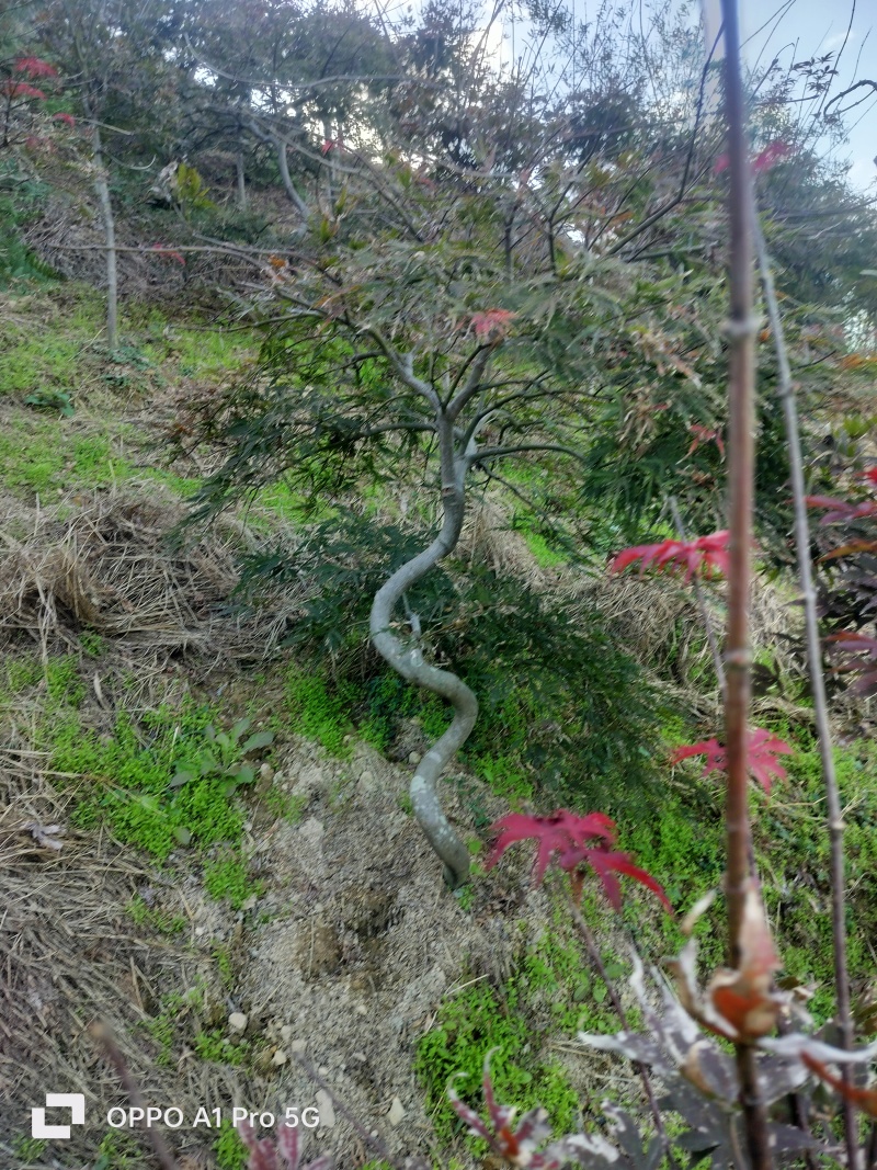 羽毛枫