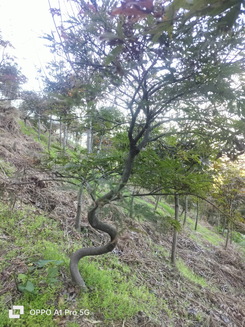 羽毛枫