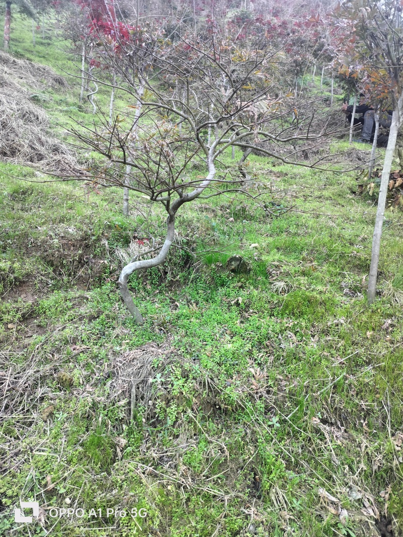 羽毛枫