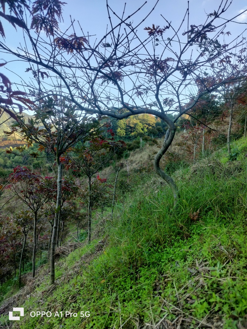 羽毛枫