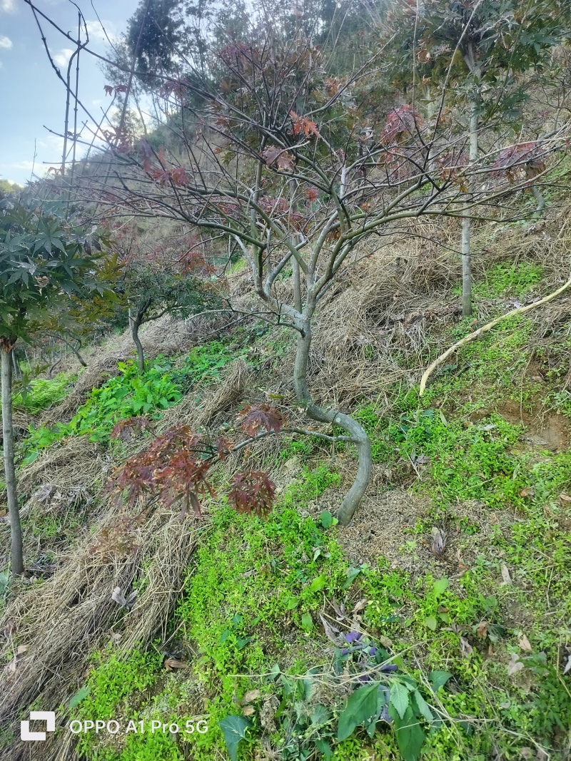 羽毛枫