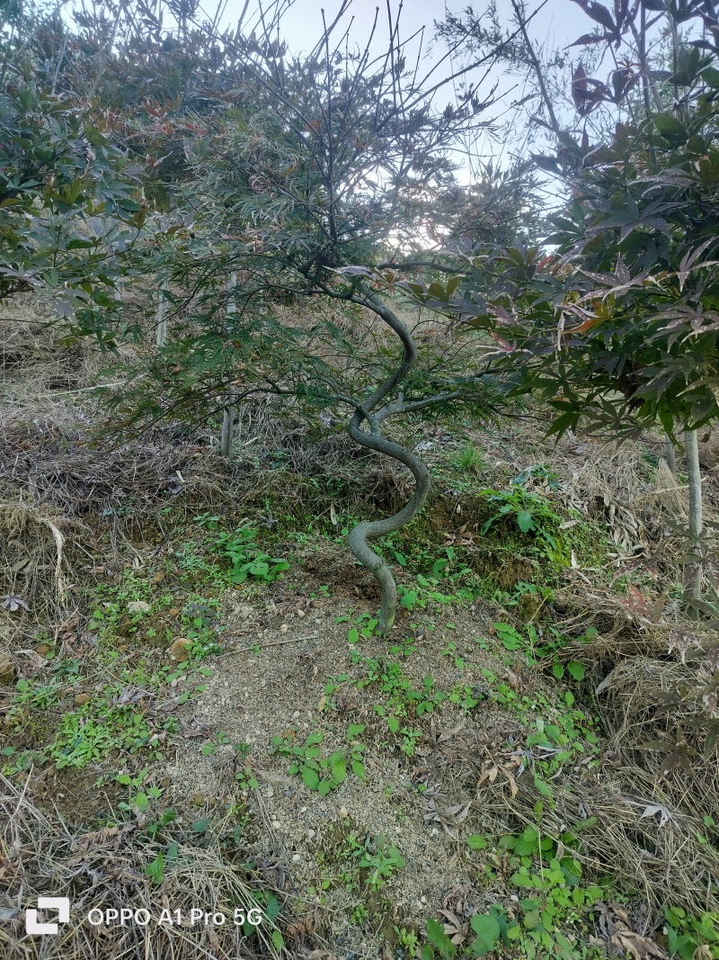 羽毛枫