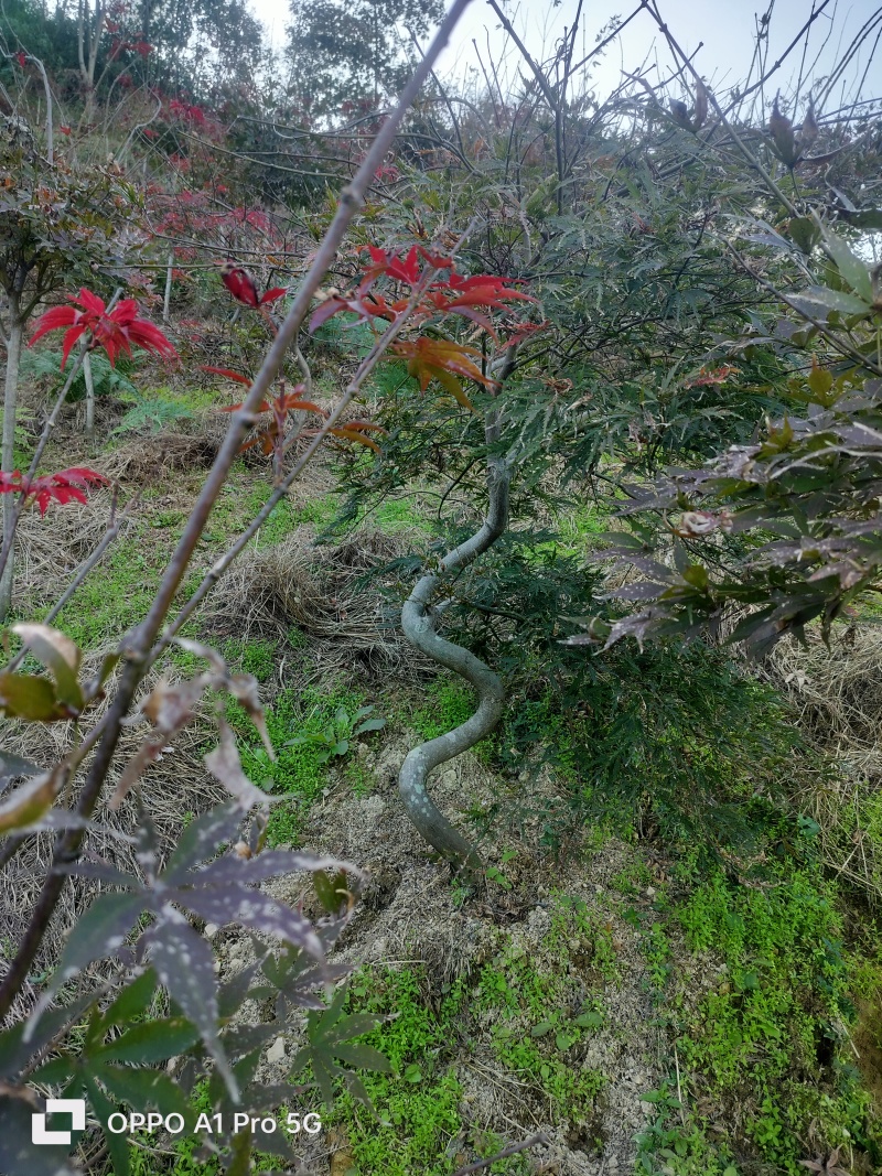 羽毛枫