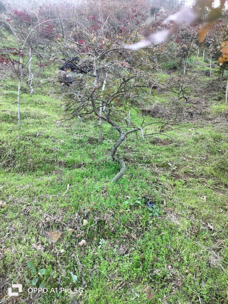 羽毛枫