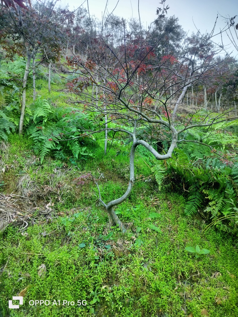 羽毛枫