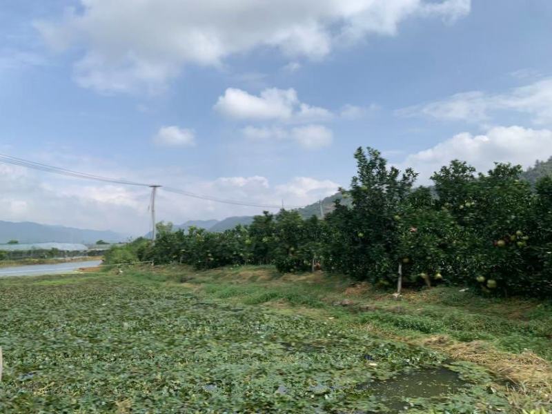 自家种植四十年老树文旦柚玉环特产