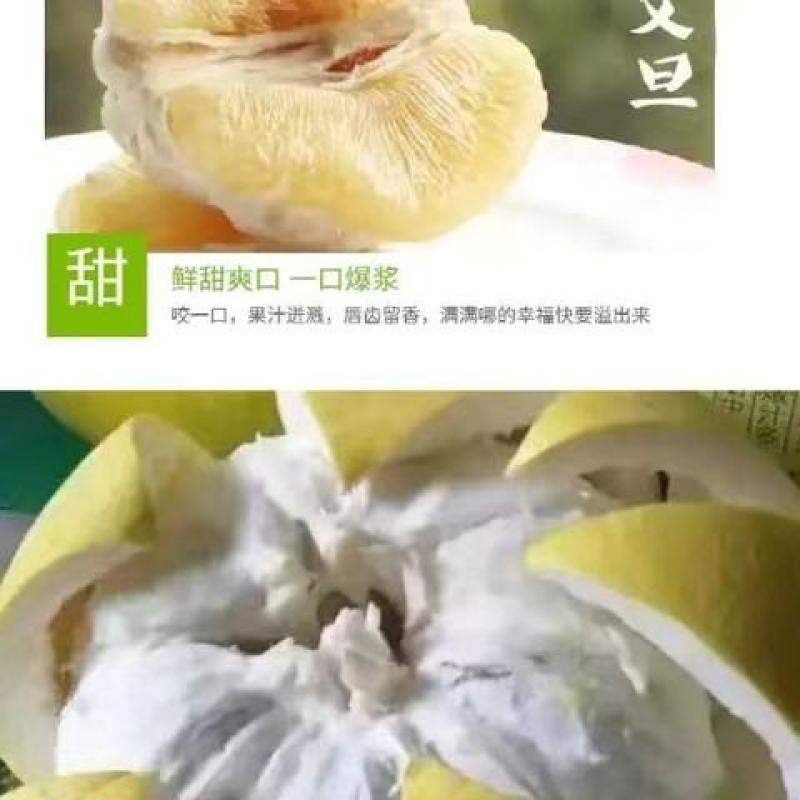 自家种植四十年老树文旦柚玉环特产