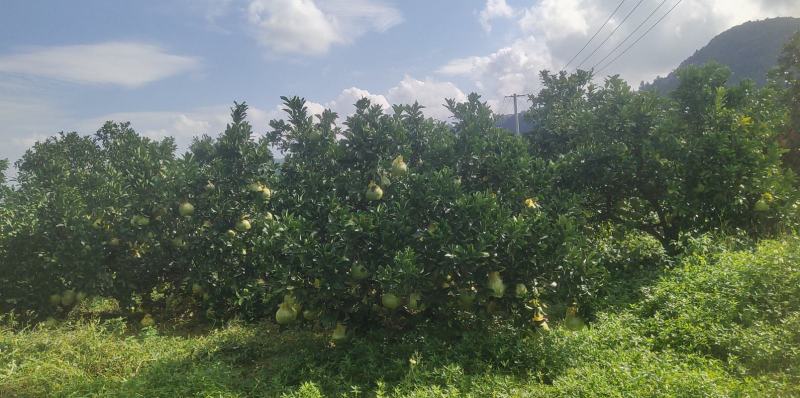 自家种植四十年老树文旦柚玉环特产
