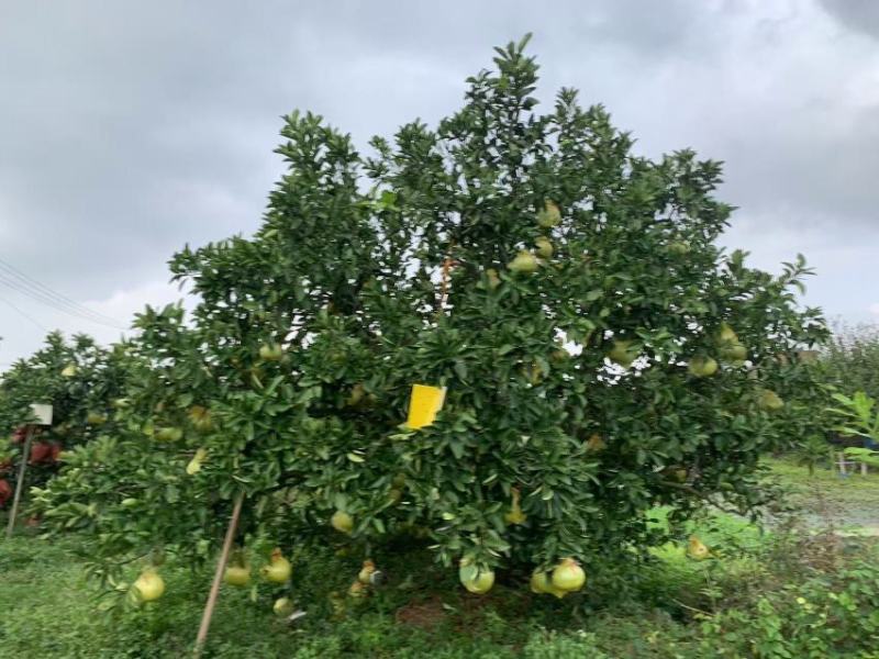 自家种植四十年老树文旦柚玉环特产