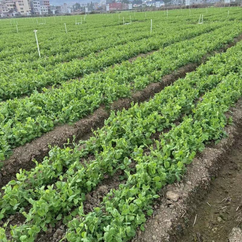 豌豆尖基地代办空运全国几小时到货