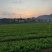 豌豆尖基地代办空运全国几小时到货